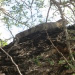 Lion Sand Tinga Lodge