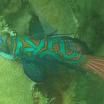 Mandarin Fische Yap Paarung