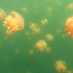 Jellyfish Lake Palau