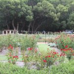 Vergelegen Rosengarten