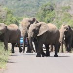 Elefantenherde im Hluhluwe Imfolozi Park