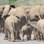 Elefantenherde im Hluhluwe Imfolozi Park