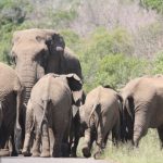 Elefantenherde im Hluhluwe Imfolozi Park