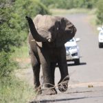 Elefantenherde im Hluhluwe Imfolozi Park