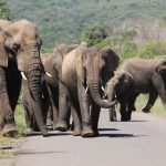 Elefantenherde im Hluhluwe Imfolozi Park