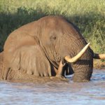 Badende Elefanten