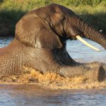 Badende Elefanten