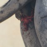 Addo Elephant Nationalpark