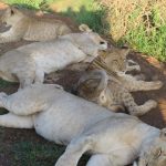 Mitten im Löwenrudel