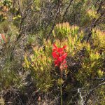Fernkloof Nature Reserve