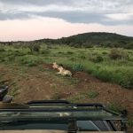 Mitten im Löwenrudel