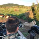 Mitten im Löwenrudel