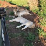 Mitten im Löwenrudel