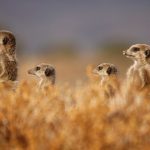 Meerkats Erdmännchen