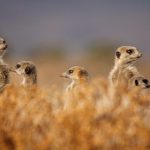 Meerkats Erdmännchen