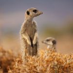 Meerkats Erdmännchen