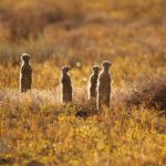 Meerkats Erdmännchen