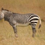 Mountain Zebra Nationalpark