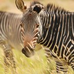 Mountain Zebra Nationalpark