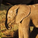 Addo Elephant Nationalpark