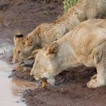 Mitten im Löwenrudel