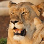 Mitten im Löwenrudel