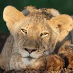 Mitten im Löwenrudel