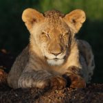 Mitten im Löwenrudel