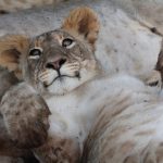 Mitten im Löwenrudel