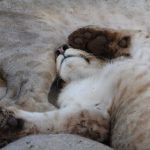 Mitten im Löwenrudel